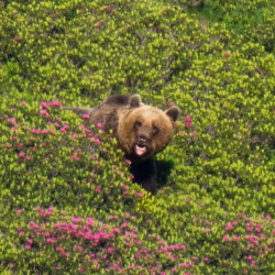 The brown bear in the Pyrenees