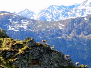 Chamois, also known as isards, in the Pyrenees mountains