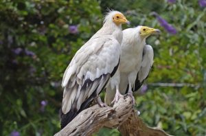 Wildlife in the Pyrenees Egyptian vulture