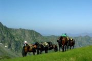 Horse riding in the French Pyrenees