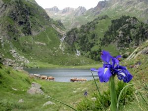 Beautiful summer in the Pyrenees mountains