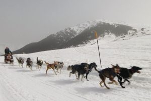 Sledding with huskies in the Pyrenees