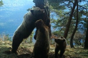 Pyrenees bear tracking experience