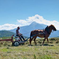 Traditional haymaking