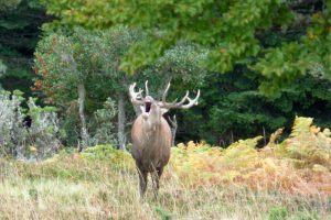 Wildlife red deer in the Pyrenees