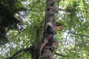 Climbing up a tree