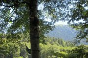 Enjoy tree climbing on an adventure holiday in France