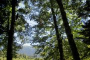 Tree climbing on a French adventure holiday