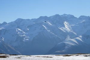 The bearded vulture in the Pyrenees