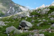 Marmots in the Pyrenees mountains