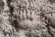 See tracks of the brown bear in the Pyrenees