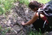 See tracks of brown bear on a Pyrenees wildlife holiday