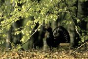 The capercaillie