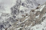 Chamois on a mountain slope in Pyrenees
