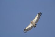 Spot the Egyptian vulture on wildlife discovery holiday