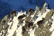 Ibex on a mountain slope in the Pyrenees