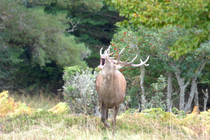 Experience red deer rut on wildlife discovery holiday