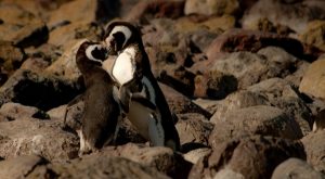 Pyrenean rock penguin