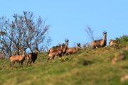 See chamois on a Pyrenees wildlife holiday