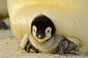 Penguin chick