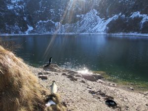 Penguins in the Pyrenees