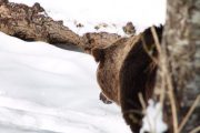 Tracking bears in the snow