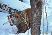 Tracking a brown bear in the snow