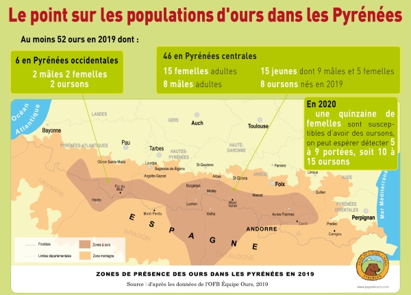 The brown bear population in the Pyrenees