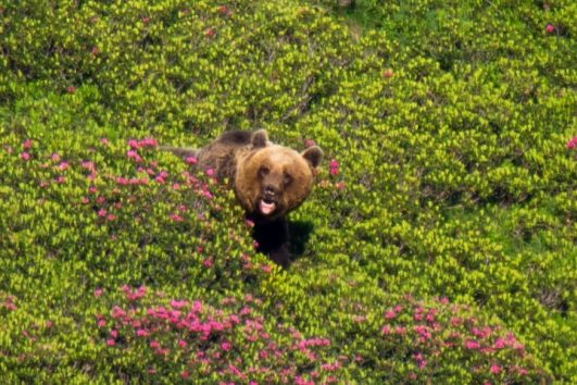 A brown bear in the rhododendrons