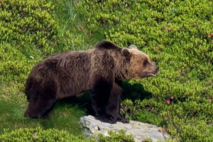 The brown bears in the Pyrenees mountains