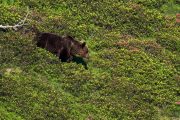 Brown bear emerging from the rhodos