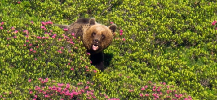 All about the brown bear in the Pyrenees