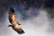 The Lammergeier in the Pyrenees