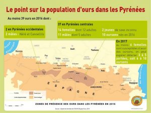 Population of the brown bear in Pyrenees 2016