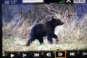 Young bear captured on video on wildlife holiday