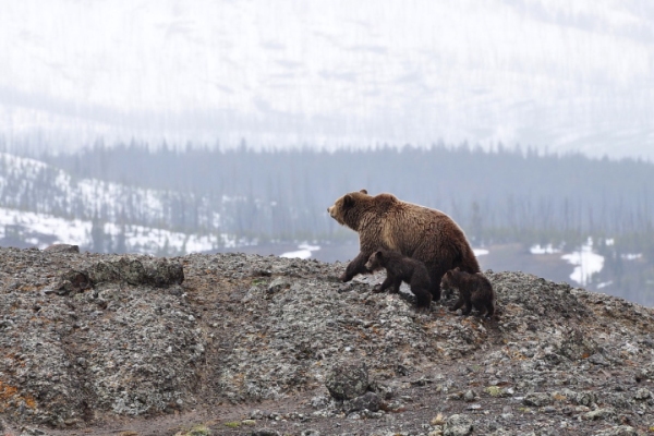 bear and cub in the Pyrenees