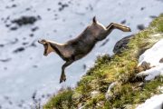 A chamois seen on a Pyrenees wildlife holiday