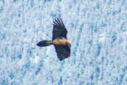 You may see a bearded vulture on a Pyrenees wildlife holiday