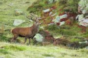 See red deer stags on a Pyrenees wildlife holiday