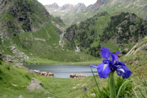 Horses lakes and flowers