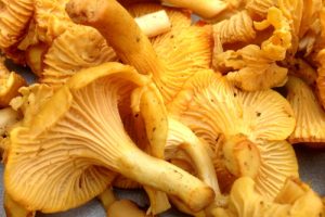 Chanterelle mushroom in the Pyrenees in Autumn