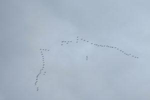 Cranes migrating over the Pyrenees