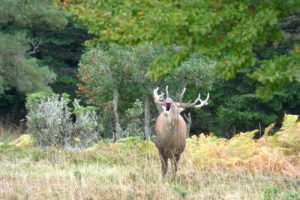 Red deer stag autumn rut