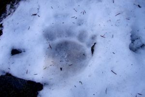 Tracks of the brown bear in the Pyrenees