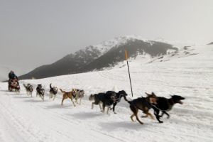 Husky sledding in the Pyrenees