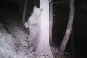 Still of brown bear caught on camera