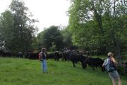 Herd of Merens horses on the Ariege transhumance