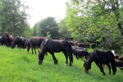 Merens horses relaxing on the Couserancs transhumance