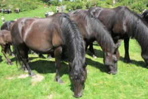 Merens horses in Pyrenees