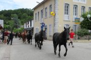 Merens horses arriving in Castillon